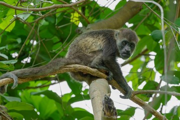 Woolly monkey sitting on tree branches with green leaves in the forest