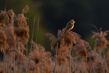 a small bird sitting on a bush at sunset
