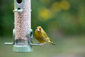 Male greenfinch (Chloris chloris) is feeding at a bird feeder filled with sunflower hearts in a garden with green foliage, natural, background - Yorkshire, UK in June