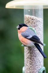 Male Bullfinch (pyrrhula pyrrhula) feeding at a bird feeder filled with sunflower hearts in a garden with green foliage, natural, background - Yorkshire, UK in June