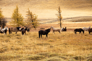 Horses walking on the steppe in the fall with the mountains as a backdrop