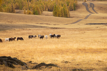 Horses walking on the steppe in the fall with the mountains as a backdrop