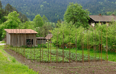 Fototapeta na wymiar Beautiful view of the garden and in early spring. Gardening in a rural area.