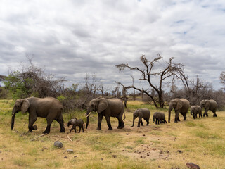 Naklejka premium Herd of elephants walking as a family in the savannah. Manyara lake, Tanzania