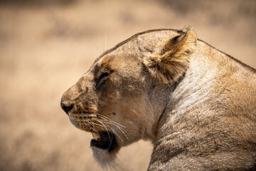 Portrait of a lazy lioness lying on savannah grass. beautiful green background