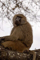 portrait of a baboon in a tree in the savannah