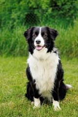 Black and White Border Collie Sitting on the Grass