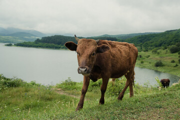 cow in a field