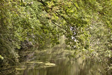 River surrounded by green trees.