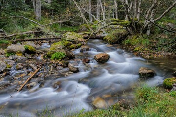Long exposure of a river in a forest