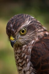 Young sparrowhawk accipiter nissus