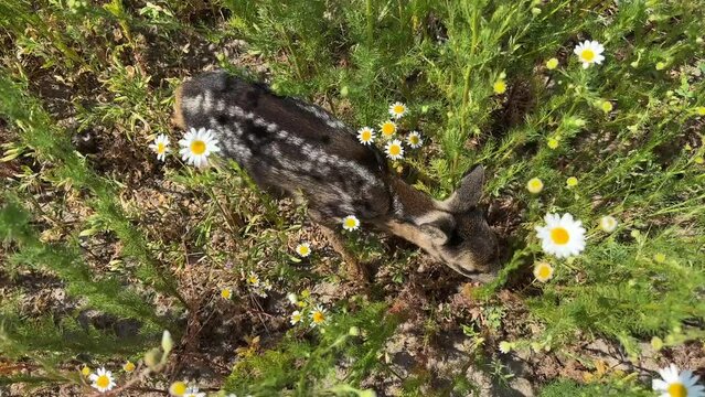 Top view of a newly born fawn (Roa deer)  standing motionless in the grass to avoid being spotted by the predator. The grass and flowers sway in the wind. Wild life animal video footage. 