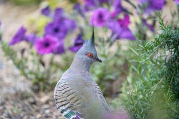 Rear view of a crested pigeon standing on the garden ground in the daytime with blur background