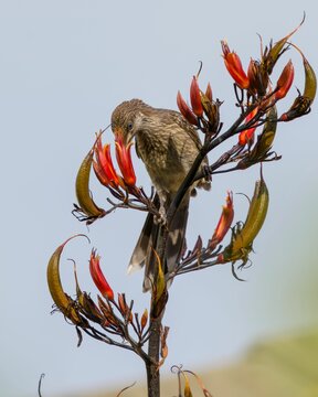 Little wattlebird feeding on the nectar of red harakeke flax flower on a sunny day