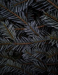 Naklejka na ściany i meble Closeup shot of the fir spruce tree branches