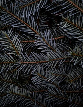 Closeup shot of the fir spruce tree branches