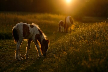 A beautiful white brown foal grazing on a field at sunset