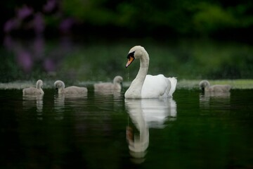 Swan and Cygnets Dabbling in Ornate Lake
