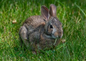 Closeup of a cute rabbit on fresh grass in a field