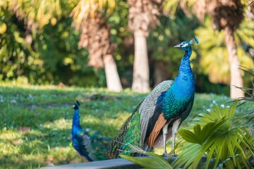 Obraz premium Selective focus of a male peacock in a park looking aside in Pinecrest Florida, United States