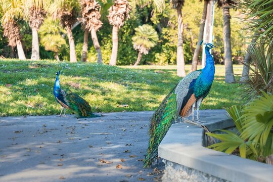 Selective focus of a male peacock in a park looking aside in Pinecrest Florida, United States
