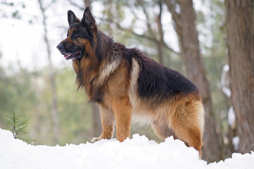 Serious adult long-haired black and tan German Shepherd dog posing outdoors standing on a snow in winter forest