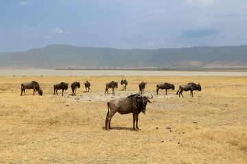 Herd of blue wildebeest standing in yellow grassland with mountains in the background on a sunny day
