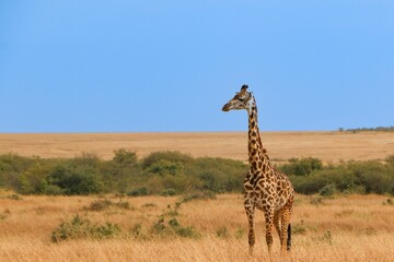 Beautiful view of a Giraffe in the blue sky