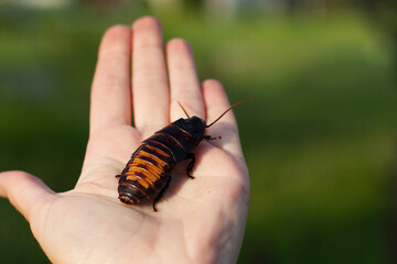 huge Madagascar cockroach siting on palm of person. Closeup of cockroach in hand background of green grass. Wildlife insect, exotic pet. Entomology. Outdoor.