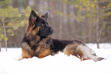 Serious young long-haired black and tan German Shepherd dog with a chain collar posing outdoors...