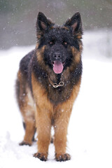 Adorable young long-haired black and tan German Shepherd dog with a chain collar posing outdoors standing on a snow while snowing in winter