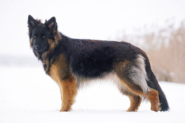 Adorable young long-haired black and tan German Shepherd dog with a chain collar posing outdoors standing on a snow in winter