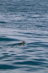 Vertical shot of an African penguin in the water - Spheniscus demersus