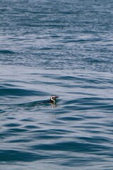 Obraz premium Vertical shot of an African penguin in the water - Spheniscus demersus