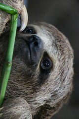 Closeup shot of a cute sloth © Jessica Hu/Wirestock Creators