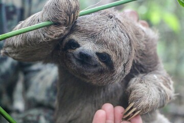 Closeup shot of a cute sloth © Jessica Hu/Wirestock Creators