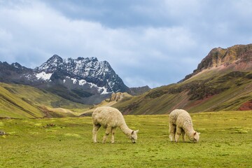 Beautiful view of two Alpacas grazing in the mountains