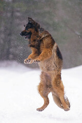 Active old senior long-haired black and tan German Shepherd dog posing outdoors jumping up on a snow in winter