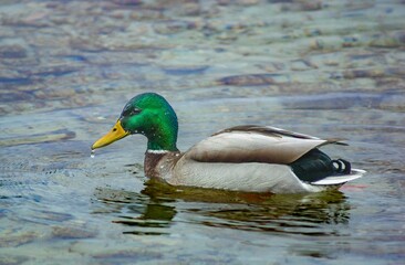 Obraz premium Beautiful view of a duck swimming in the lake