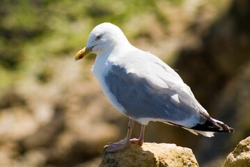 Closeup shot of beautiful seagull standing on a stone in the sunlight against blur background