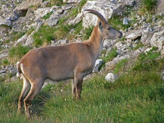 Naklejka na ściany i meble Alpine ibex (Capra ibex) standing on grass with rocks and stones in the background on a sunny day