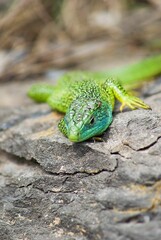 Vertical of Iberian emerald lizard (Lacerta schreiberi) resting on rocks on the blurred background