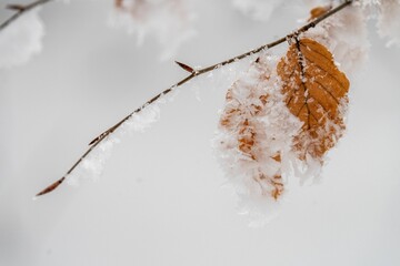 Closeup shot of a yellow leaf in the snow.
