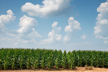Obraz premium Cornfield Under Cumulus Clouds