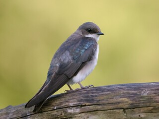 Perched Tree Swallow