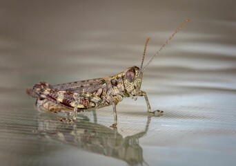 Macro shot of a grasshopper