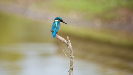 Kingfisher bird perched on a tree branch