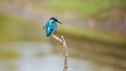 Kingfisher bird perched on a tree branch