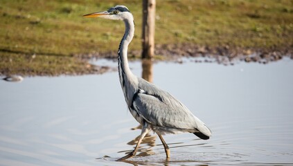 Grey heron on a lake coast