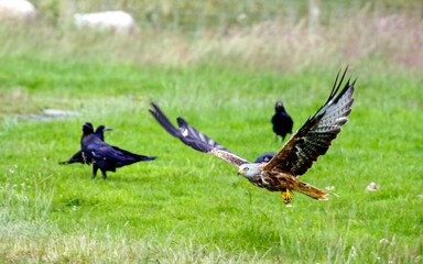 Beautiful shot of a red kite feeding station in Elan Valley